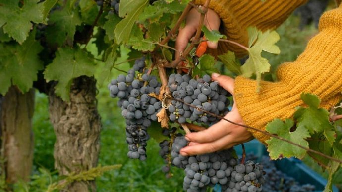 width_900_csig=AAAAAAAAAAAAAAAAAAAAAFiazKRIBRomErCP-R3iAuRbM1vFKkpdxK_ofsxOM35f&exp=1768325762&osig=AAAAAAAAAAA